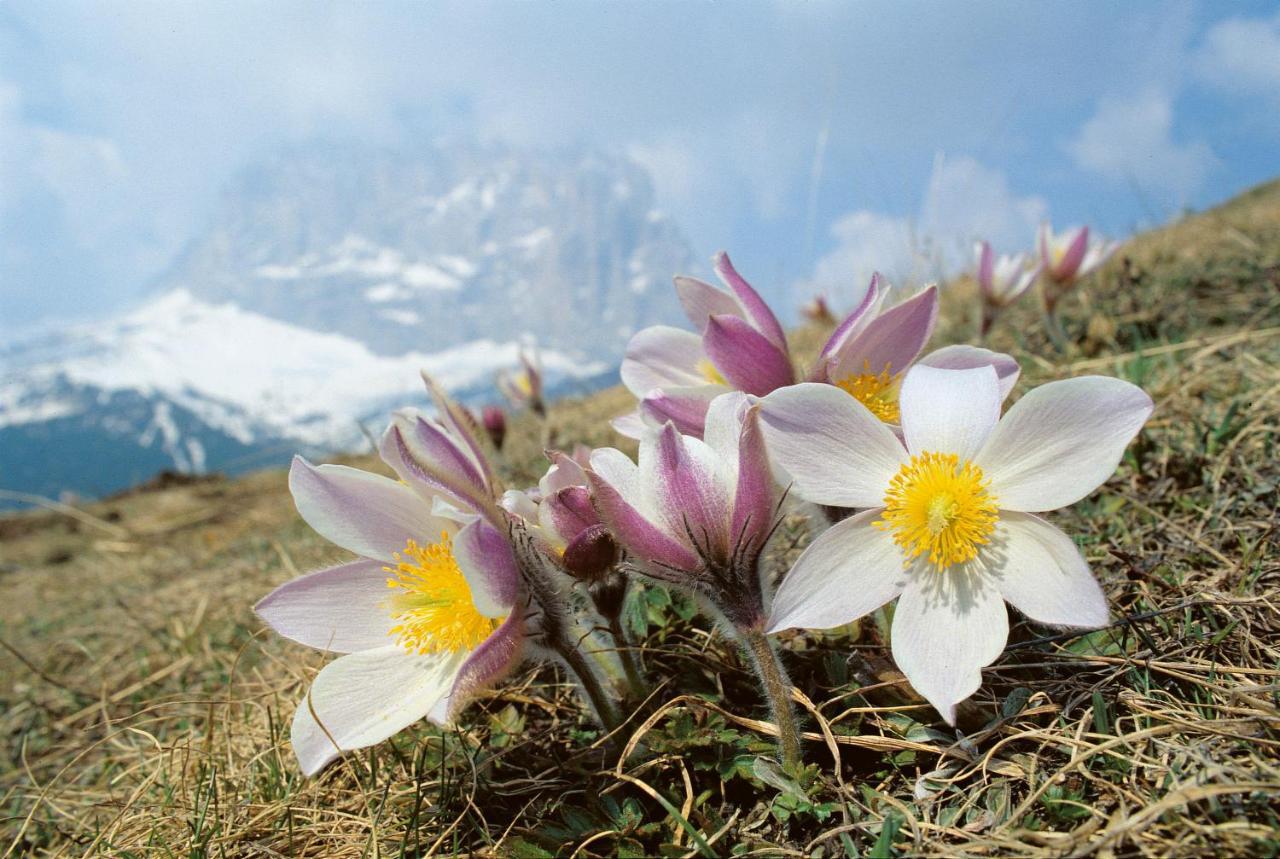 Hotel Vernel Santa Cristina Val Gardena Экстерьер фото